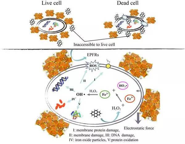 生物降解-辦理生物降解EN13432標準第三方實驗室